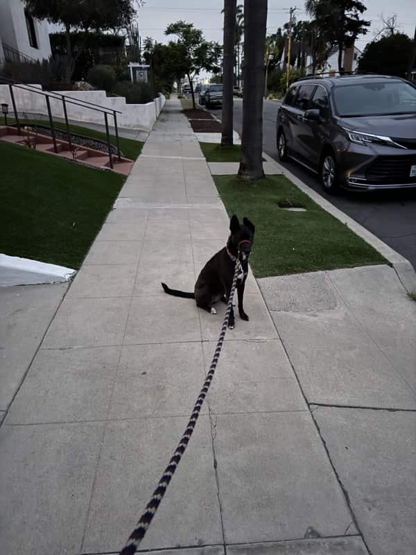 A picture of a black dog named Bowie sitting, taken on September 14 2025 at 6:14 am